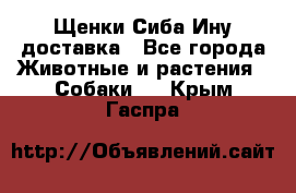 Щенки Сиба Ину доставка - Все города Животные и растения » Собаки   . Крым,Гаспра